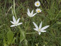 Ornithogalum umbellatum 62, Gewone vogelmelk, Saxifraga-Willem van Kruijsbergen