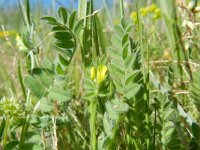 Ornithopus compressus 10, Geel vogelpootje, Saxifraga-Rutger Barendse