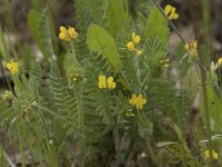 Ornithopus compressus 18, Geel vogelpootje, Saxifraga-Willem van Kruijsbergen