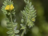 Ornithopus compressus 19, Geel vogelpootje, Saxifraga-Willem van Kruijsbergen