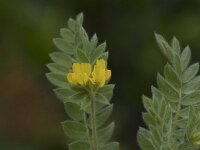 Ornithopus compressus 20, Geel vogelpootje, Saxifraga-Willem van Kruijsbergen