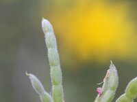 Ornithopus perpusillus 10, Klein vogelpootje, Saxifraga-Rutger Barendse