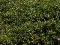 Ornithopus perpusillus 16, Klein vogelpootje, Saxifraga-Hans Boll