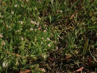 Ornithopus perpusillus 17, Klein vogelpootje, Saxifraga-Hans Boll