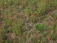 Ornithopus perpusillus 20, Klein vogelpootje, Saxifraga-Hans Boll