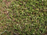 Ornithopus perpusillus 21, Klein vogelpootje, Saxifraga-Ed Stikvoort