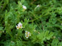 Ornithopus perpusillus 22, Klein vogelpootje, Saxifraga-Ed Stikvoort