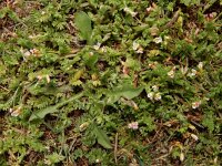 Ornithopus perpusillus 23, Klein vogelpootje, Saxifraga-Ed Stikvoort