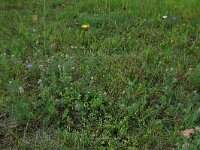 Ornithopus perpusillus 28, Klein vogelpootje, Saxifraga-Hans Boll