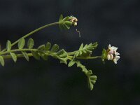 Ornithopus perpusillus 3, Klein vogelpootje, Saxifraga-Jan van der Straaten