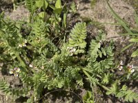 Ornithopus perpusillus 35, Klein vogelpootje, Saxifraga-Willem van Kruijsbergen