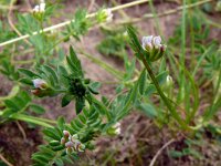 Ornithopus perpusillus 40, Klein vogelpootje, Saxifraga-Hans Grotenhuis