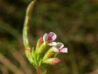 Ornithopus perpusillus 7, Klein vogelpootje, Saxifraga-Ed Stikvoort