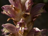 Orobanche alba 11, Saxifraga-Willem van Kruijsbergen