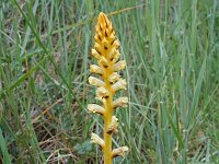 Orobanche alba 5, Saxifraga-Jeroen Willemsen