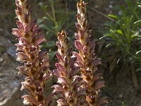 Orobanche alba 8, Saxifraga-Willem van Kruijsbergen