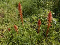 Orobanche amethystea 10, Violette bremraap, Saxifraga-Ed Stikvoort : Portimão