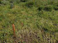 Orobanche amethystea 11, Violette bremraap, Saxifraga-Ed Stikvoort : Portimão
