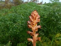 Orobanche amethystea 12, Violette bremraap, Saxifraga-Ed Stikvoort : Vau s9900