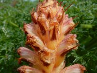 Orobanche amethystea 9, Violette bremraap, Saxifraga-Ed Stikvoort : Vau s9900