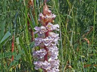 Orobanche crenata 3, Saxifraga-Jeroen Willemsen