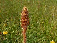 Orobanche elatior 14, Centauriebremraap, Saxifraga-Ed Stikvoort