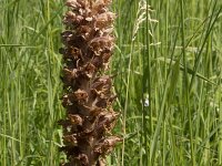 Orobanche elatior 15, Centauriebremraap, Saxifraga-Willem van Kruijsbergen