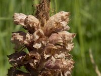 Orobanche elatior 16, Centauriebremraap, Saxifraga-Willem van Kruijsbergen (2)