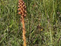 Orobanche elatior 3, Centauriebremraap, Saxifraga-Peter Meininger