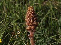 Orobanche elatior 5, Centauriebremraap, Saxifraga-Peter Meininger