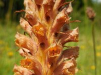Orobanche elatior 7, Centauriebremraap, Saxifraga-Ed Stikvoort