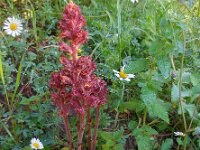 Orobanche gracilis 14, Bloedrode bremraap, Saxifraga-Ed Stikvoort
