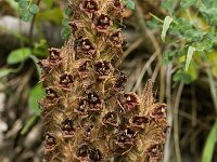 Orobanche gracilis 2, Bloedrode bremraap, Saxifraga-Willem van Kruijsbergen