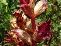 Orobanche gracilis 24, Bloedrode bremraap, Saxifraga-Hans Grotenhuis