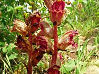 Orobanche gracilis 26, Bloedrode bremraap, Saxifraga-Hans Grotenhuis