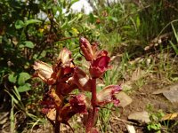 Orobanche gracilis 28, Bloedrode bremraap, Saxifraga-Hans Grotenhuis