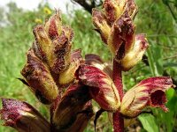 Orobanche gracilis 30, Bloedrode bremraap, Saxifraga-Hans Grotenhuis