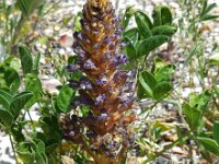 Orobanche lavandulacea 3, Saxifraga-Ed Stikvoort