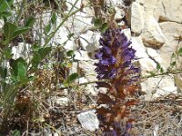 Orobanche lavandulacea 5, Saxifraga-Ed Stikvoort