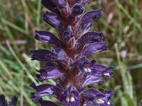 Orobanche lavandulacea 6, Saxifraga-Harry Jans