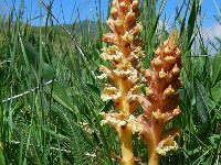 Orobanche lutea 5, Rode bremraap, Saxifraga-Ed Stikvoort