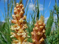Orobanche lutea 6, Rode bremraap, Saxifraga-Ed Stikvoort