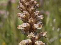 Orobanche minor 48, Klavervreter, Saxifraga-Willem van Kruiijsbergen