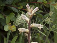 Orobanche minor 49, Klavervreter, Saxifraga-Willem van Kruiijsbergen