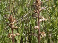 Orobanche minor 50, Klavervreter, Saxifraga-Willem van Kruiijsbergen