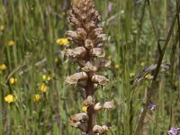 Orobanche minor 51, Klavervreter, Saxifraga-Willem van Kruiijsbergen