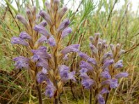 Orobanche purpurea 12, Blauwe bremraap, Saxifraga-Ed Stikvoort
