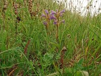 Orobanche purpurea 26 , Blauwe bremraap, Saxifraga-Hans Grotenhuis