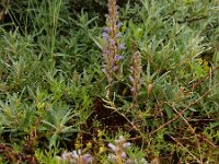 Orobanche purpurea 3, Blauwe bremraap, Saxifraga-Ed Stikvoort