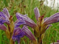 Orobanche purpurea 30, Blauwe bremraap, Saxifraga-Hans Grotenhuis